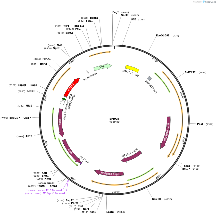 149486-plasmid-map-sequence-id-314913