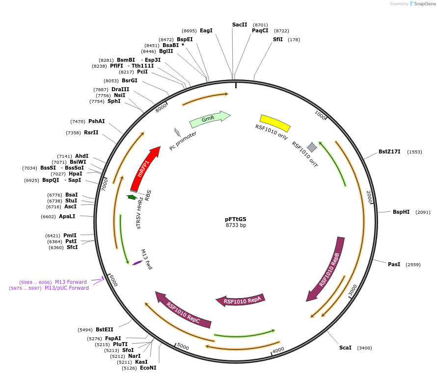 149488-plasmid-map-sequence-id-314922