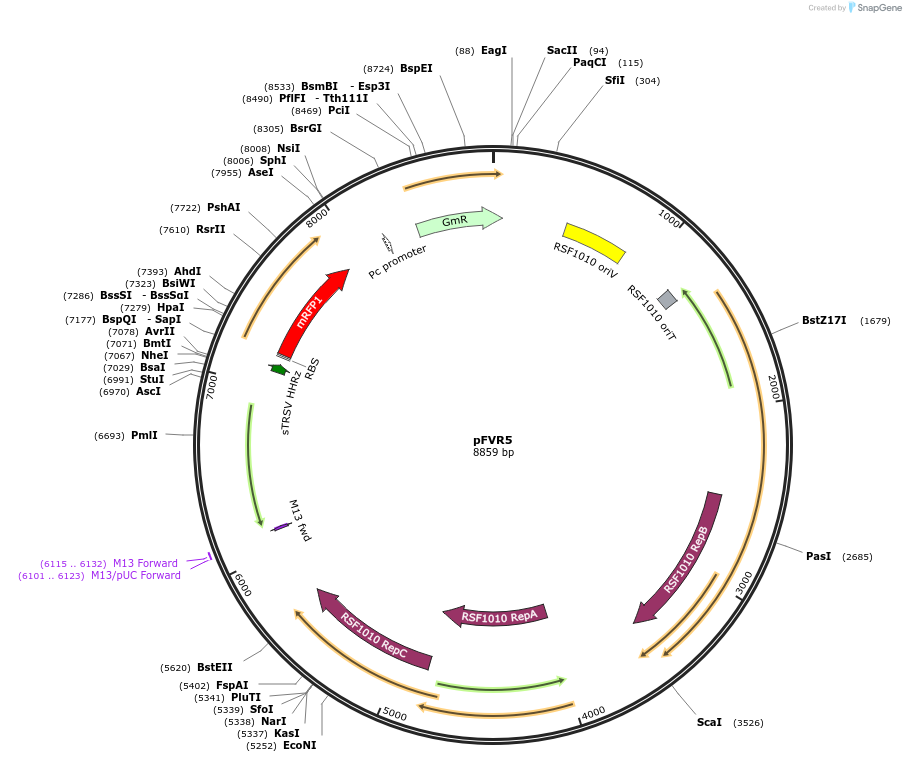 149489-plasmid-map-sequence-id-314923