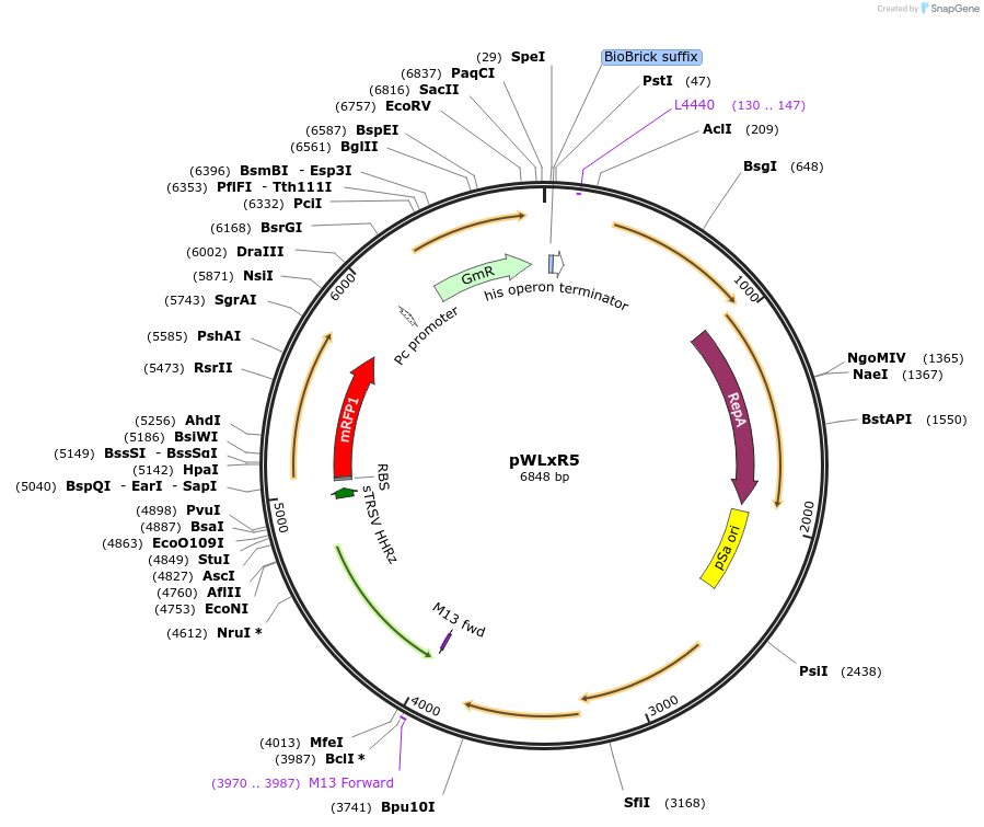 149490-plasmid-map-sequence-id-314925