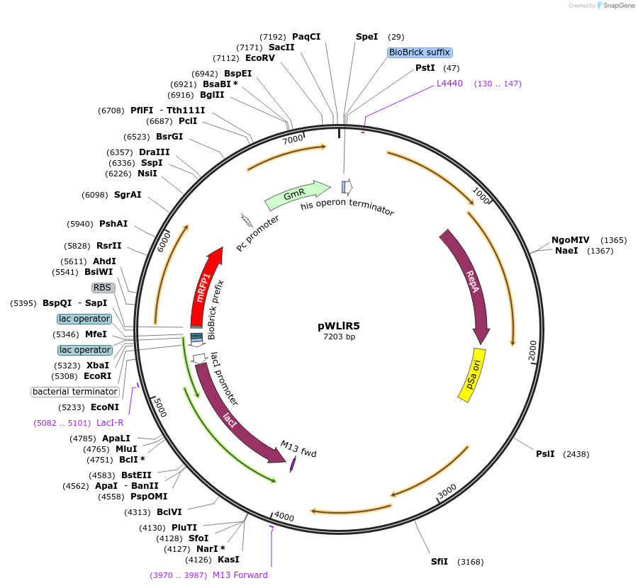 149492-plasmid-map-sequence-id-314926
