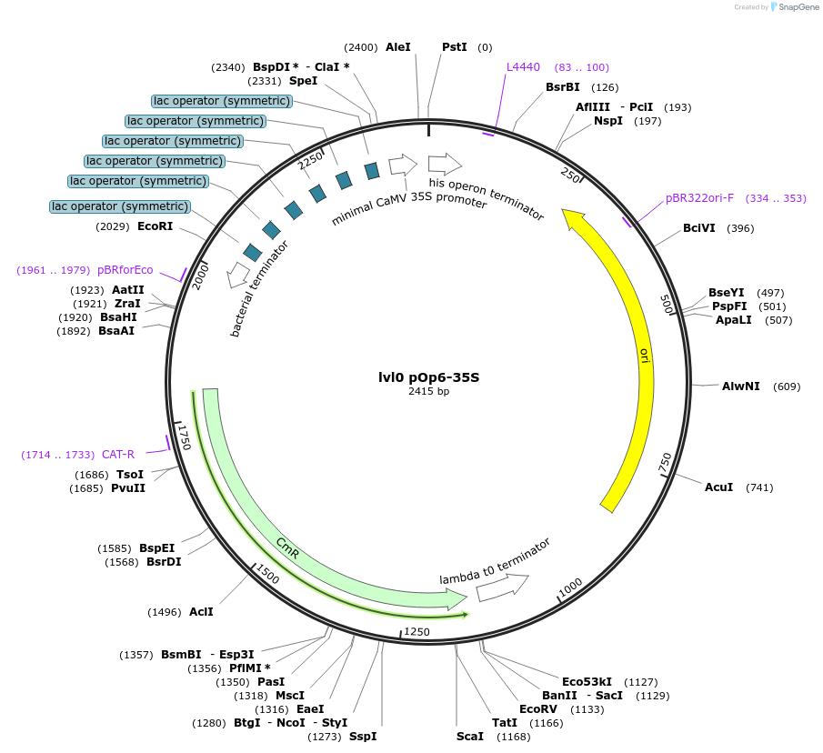 153409-plasmid-map-sequence-id-314930