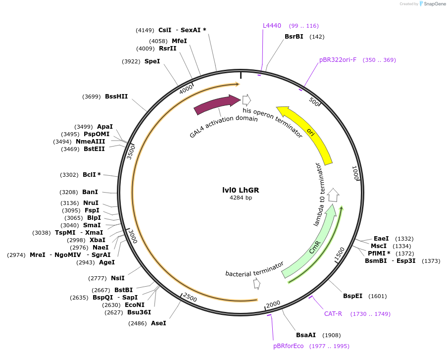 153408-plasmid-map-sequence-id-314931