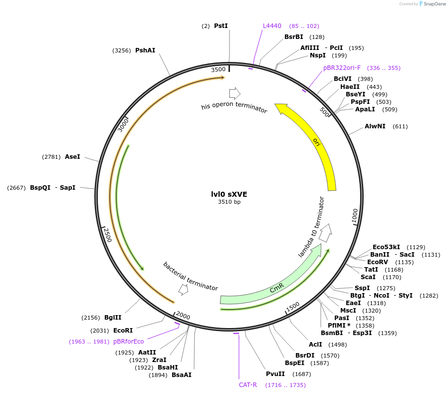 153406-plasmid-map-sequence-id-314933