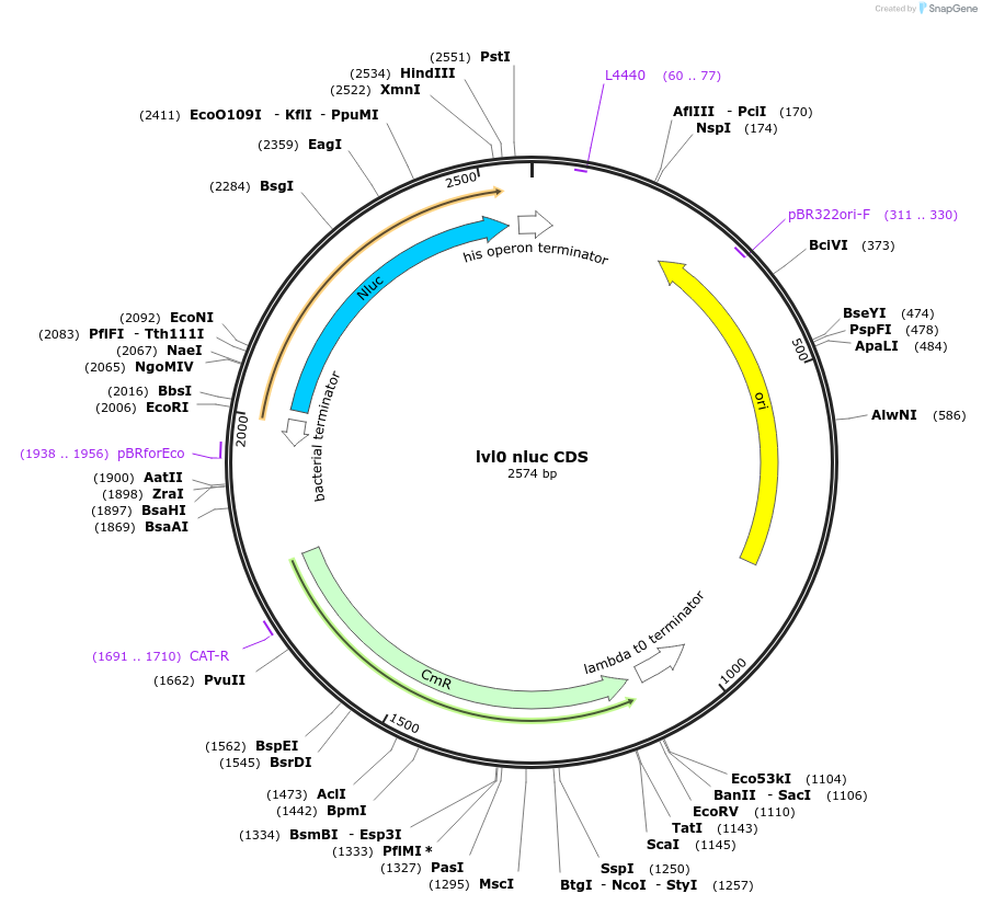 153404-plasmid-map-sequence-id-314935