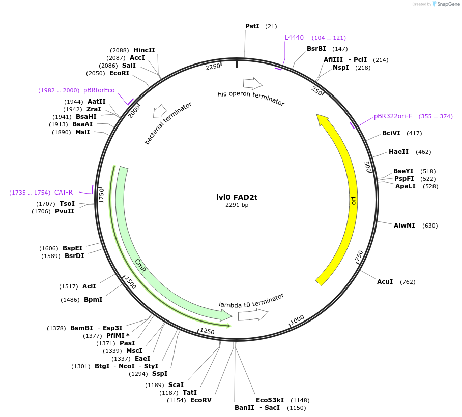 153377-plasmid-map-sequence-id-314940