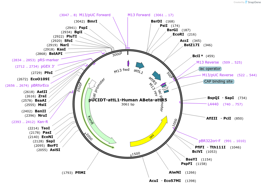 160436-plasmid-map-sequence-id-314978