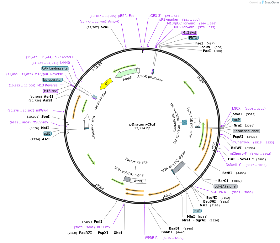 155015-plasmid-map-sequence-id-314979