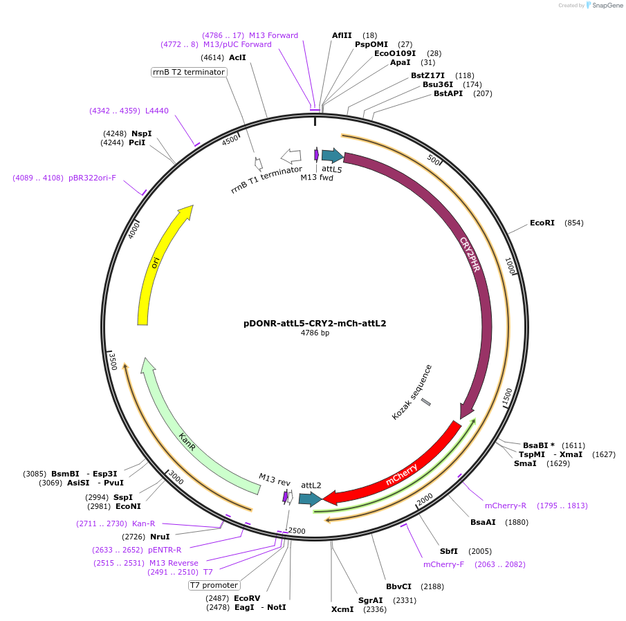 160438-plasmid-map-sequence-id-314982