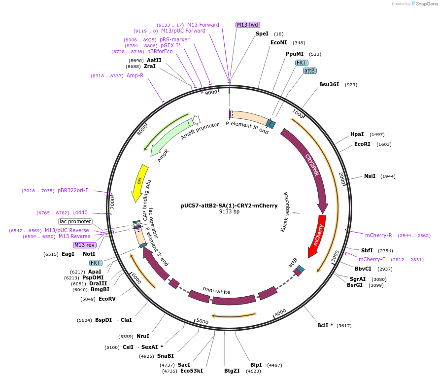 160440-plasmid-map-sequence-id-314984