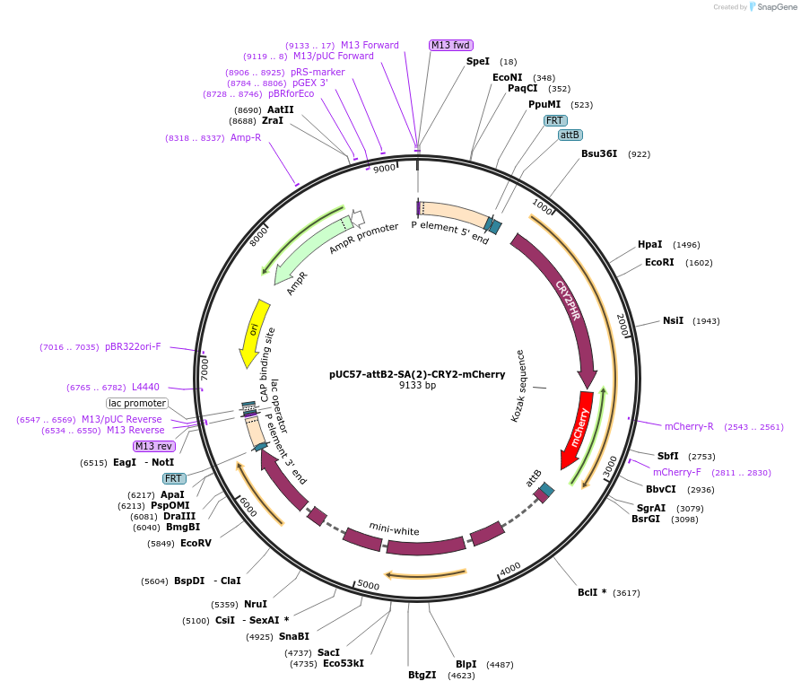 160441-plasmid-map-sequence-id-314985