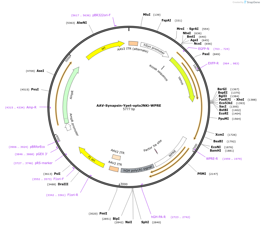 159967-plasmid-map-sequence-id-314991