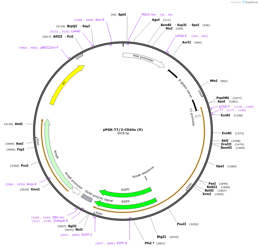 137812-plasmid-map-sequence-id-315004