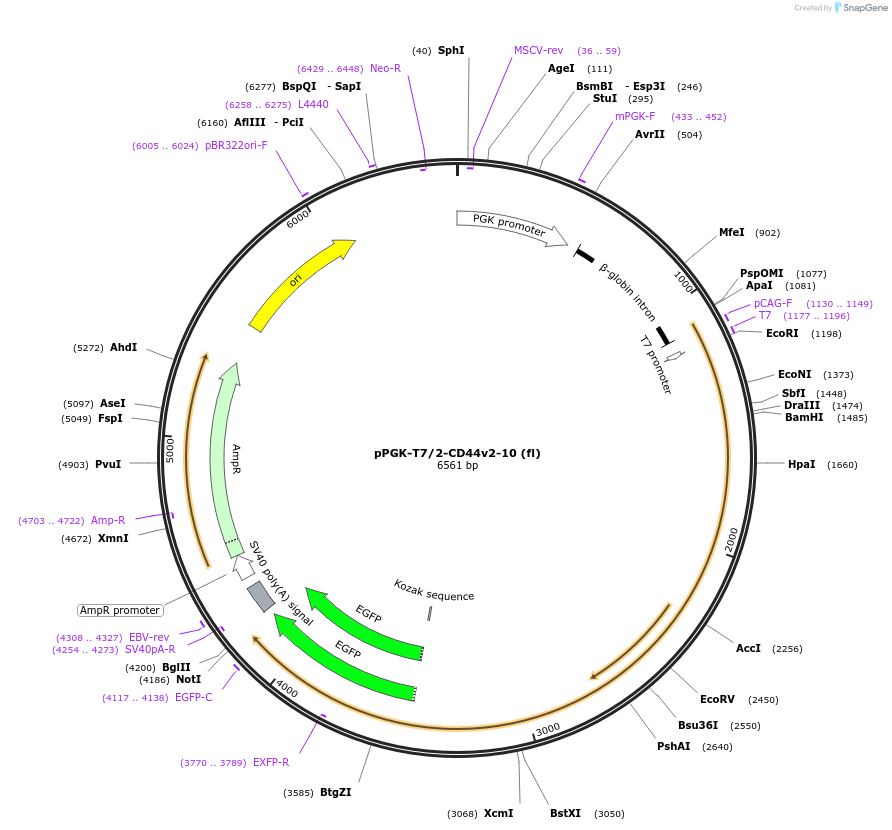 137824-plasmid-map-sequence-id-315012