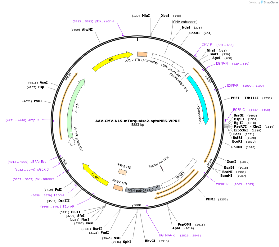 159962-plasmid-map-sequence-id-315013