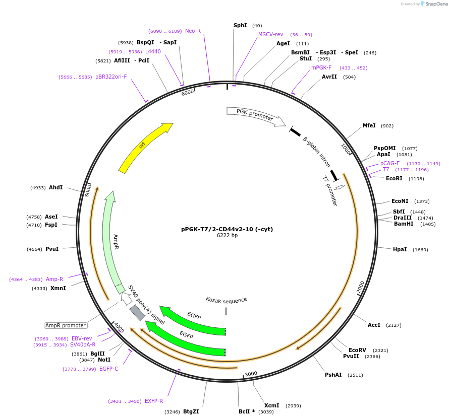 137825-plasmid-map-sequence-id-315014