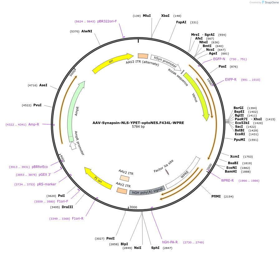 159975-plasmid-map-sequence-id-315020