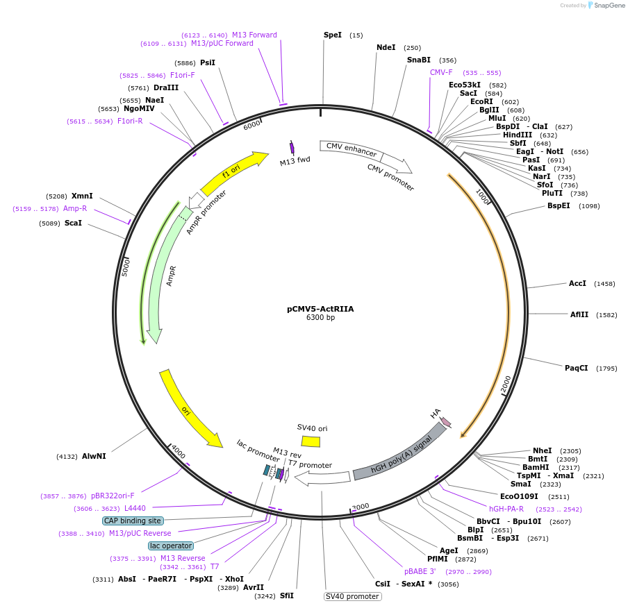 11754-plasmid-map-sequence-id-315030