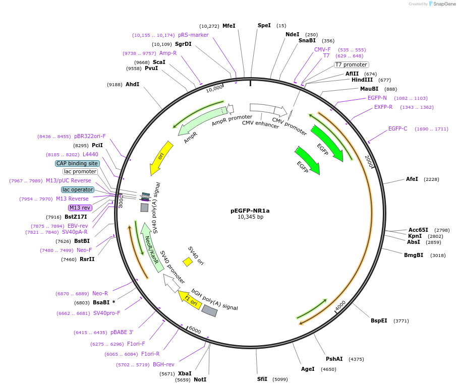 17926-plasmid-map-sequence-id-315032