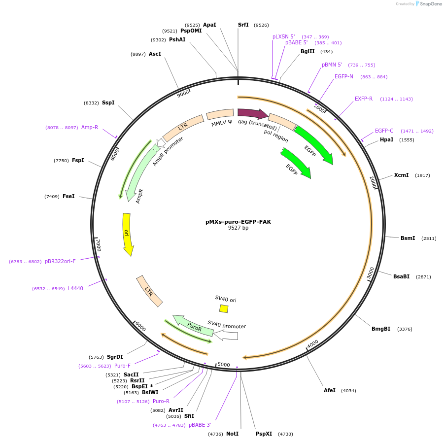 38194-plasmid-map-sequence-id-315033