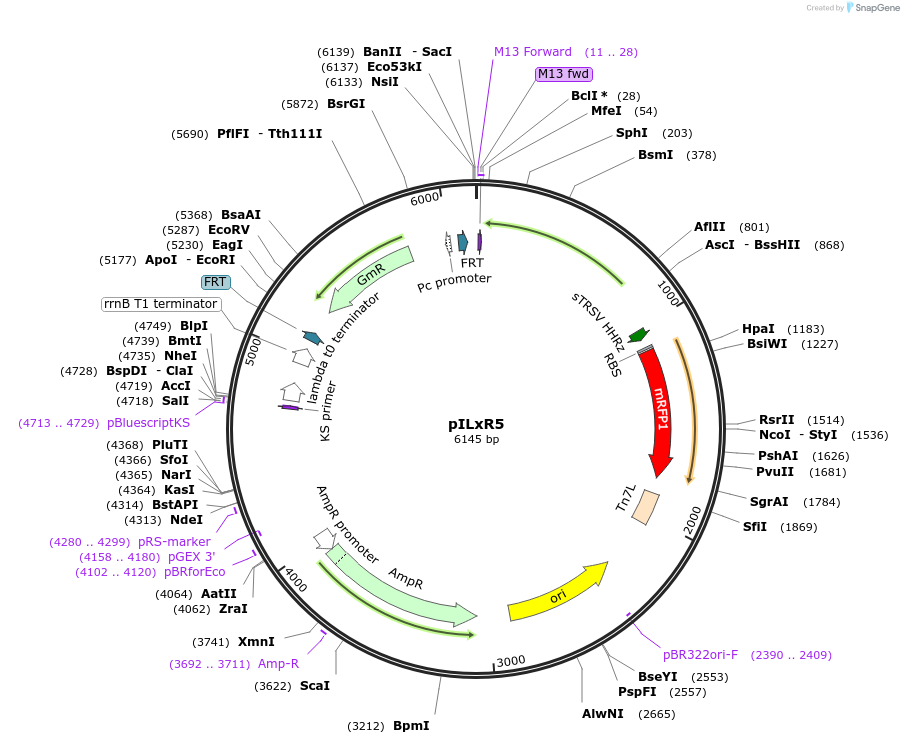 149497-plasmid-map-sequence-id-315035