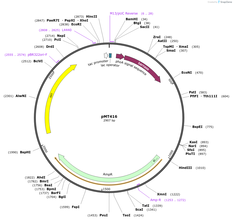 8607-plasmid-map-sequence-id-315036