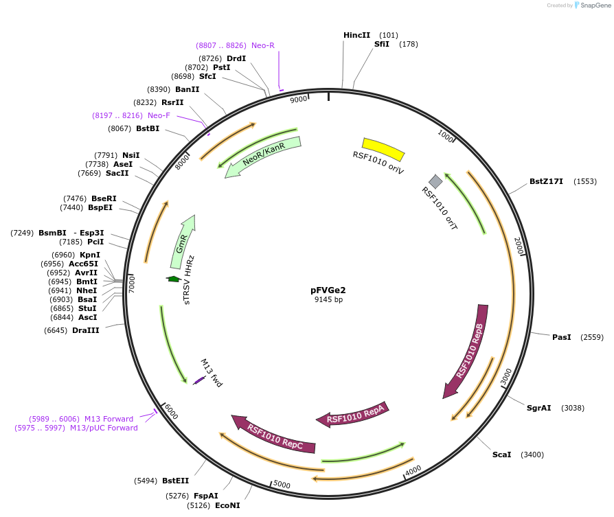 149500-plasmid-map-sequence-id-315037