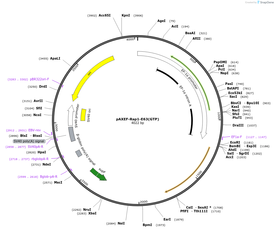 32698-plasmid-map-sequence-id-315038