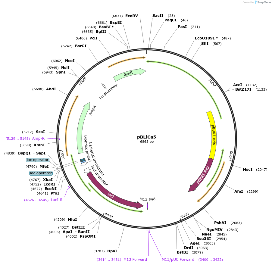 149501-plasmid-map-sequence-id-315040