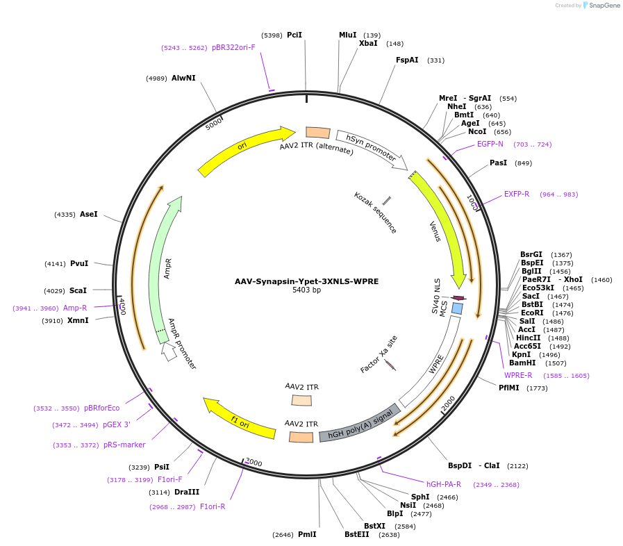 159950-plasmid-map-sequence-id-315049