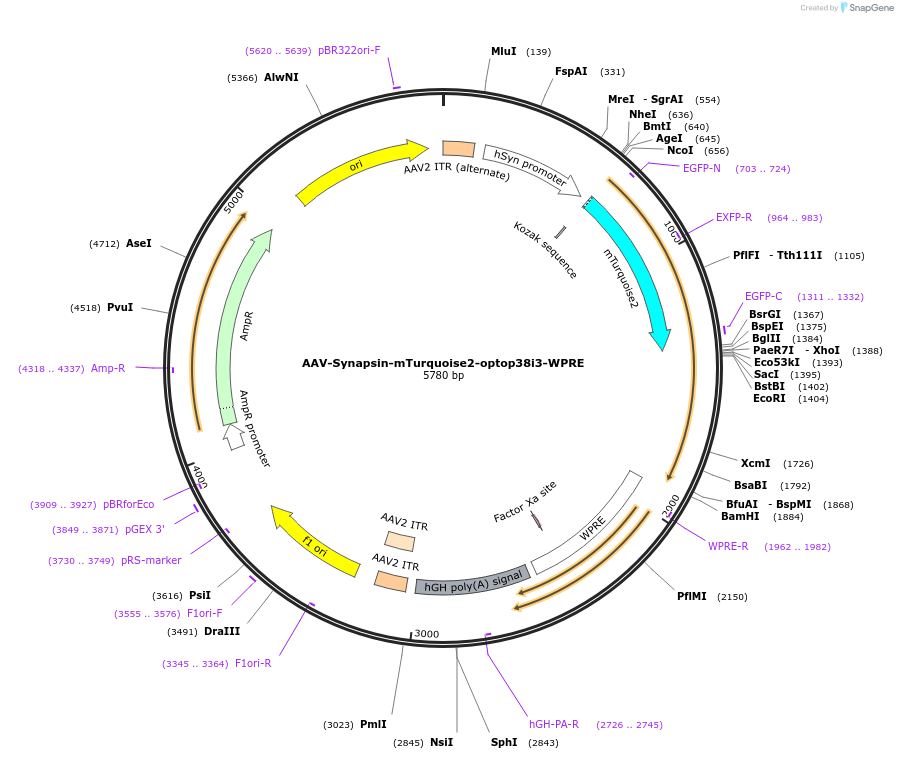 159971-plasmid-map-sequence-id-315055