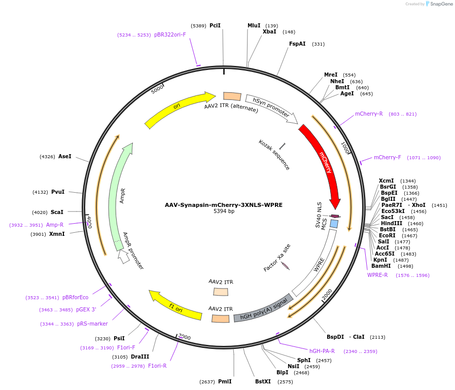 159951-plasmid-map-sequence-id-315057