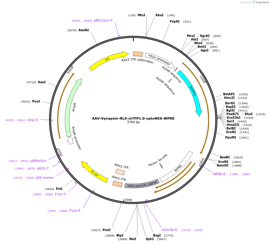 159945-plasmid-map-sequence-id-315059
