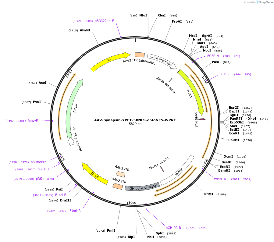 159947-plasmid-map-sequence-id-315062