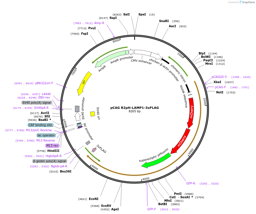 157940-plasmid-map-sequence-id-315065