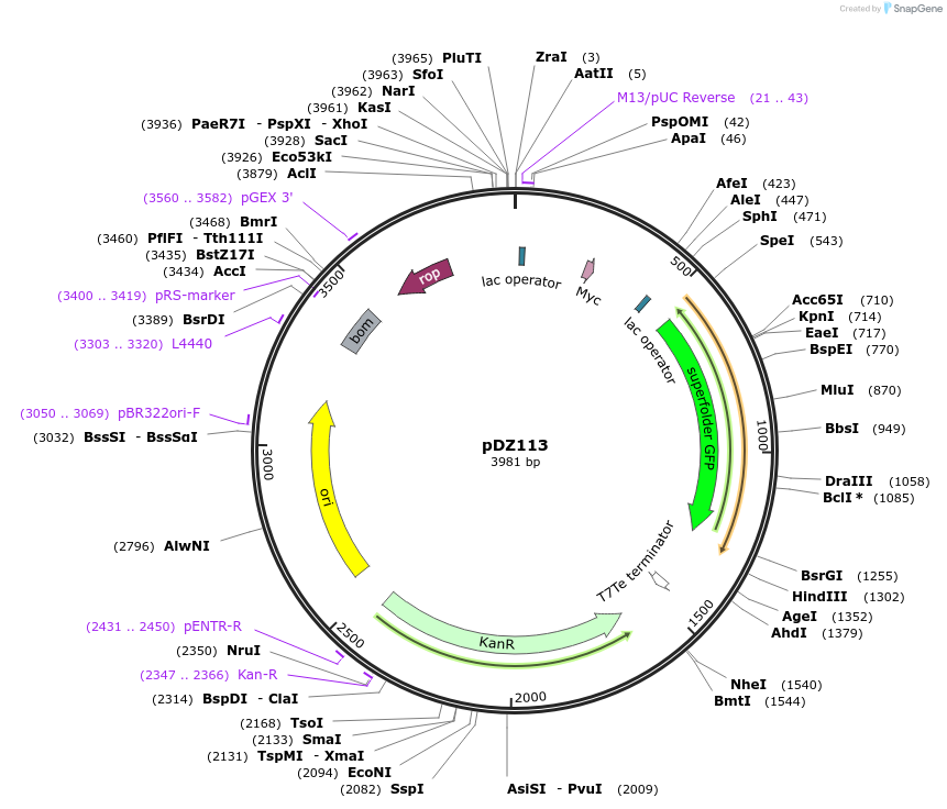 159355-plasmid-map-sequence-id-315068