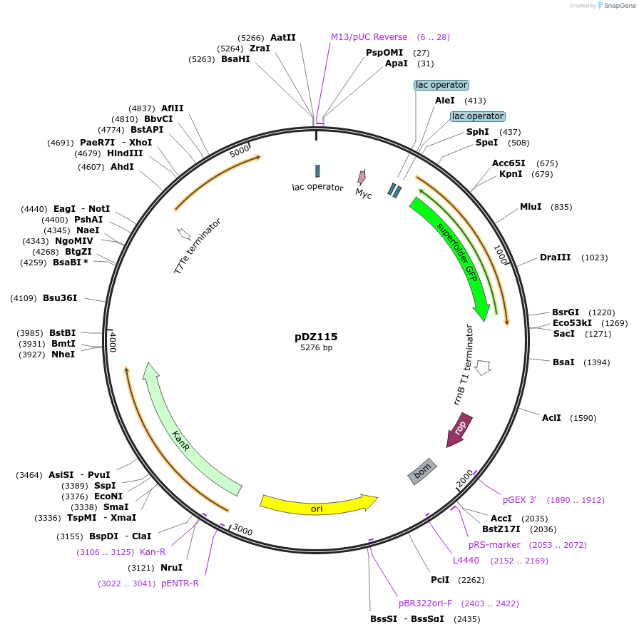 159356-plasmid-map-sequence-id-315069