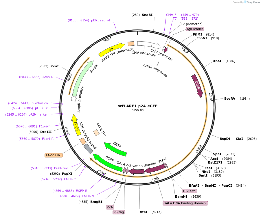 158699-plasmid-map-sequence-id-315073