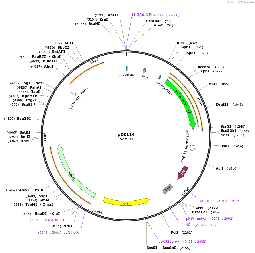 159357-plasmid-map-sequence-id-315076