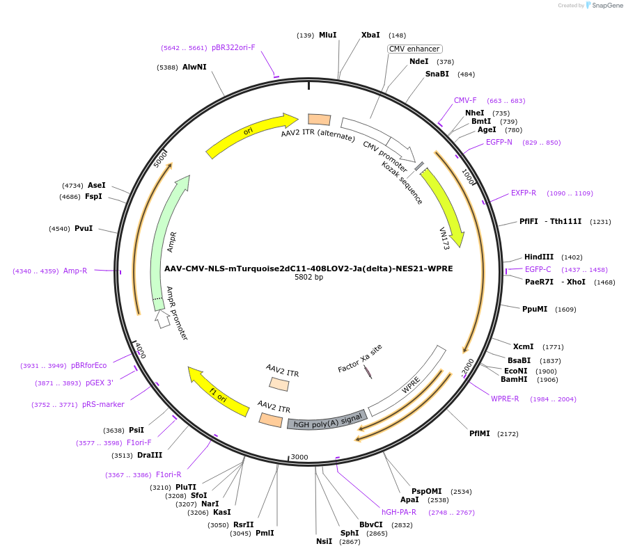 159965-plasmid-map-sequence-id-315078