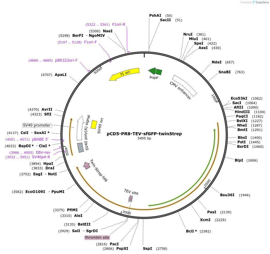 157933-plasmid-map-sequence-id-315089