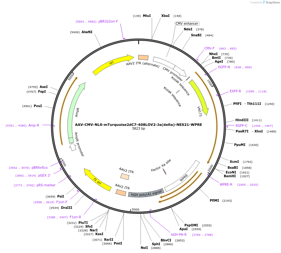 159963-plasmid-map-sequence-id-315090
