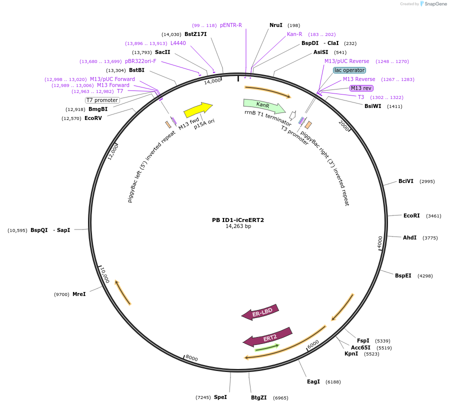 139280-plasmid-map-sequence-id-315091