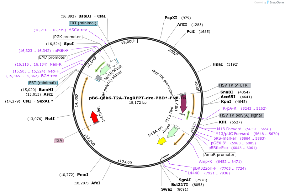 141452-plasmid-map-sequence-id-315092