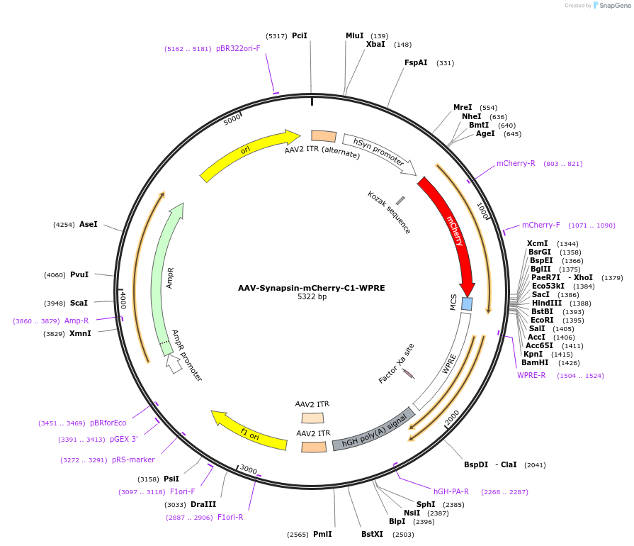 159956-plasmid-map-sequence-id-315094