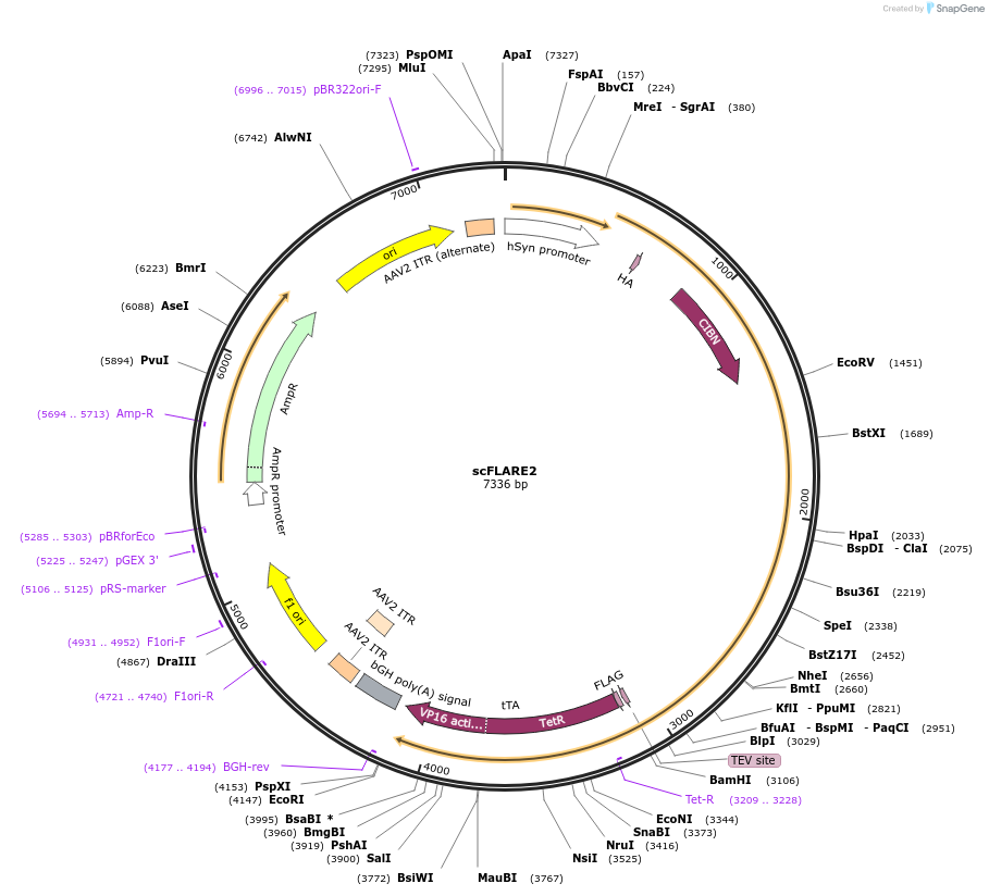158700-plasmid-map-sequence-id-315099