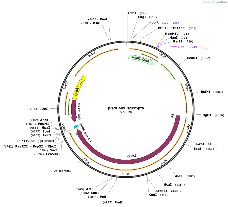 159523-plasmid-map-sequence-id-315103