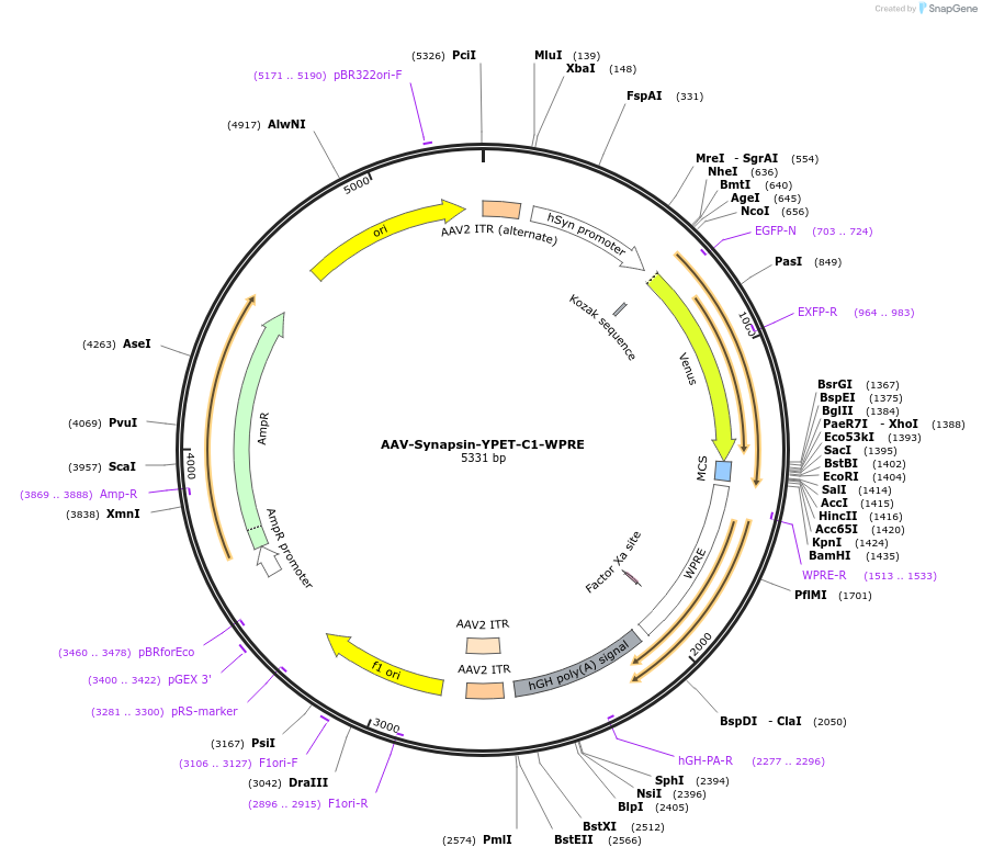 159954-plasmid-map-sequence-id-315110
