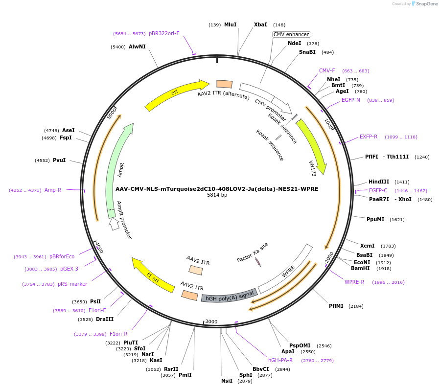 159964-plasmid-map-sequence-id-315118