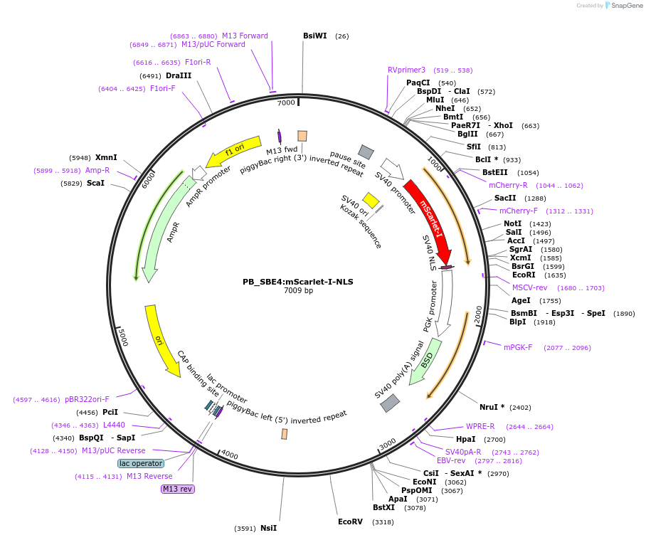 154961-plasmid-map-sequence-id-315121